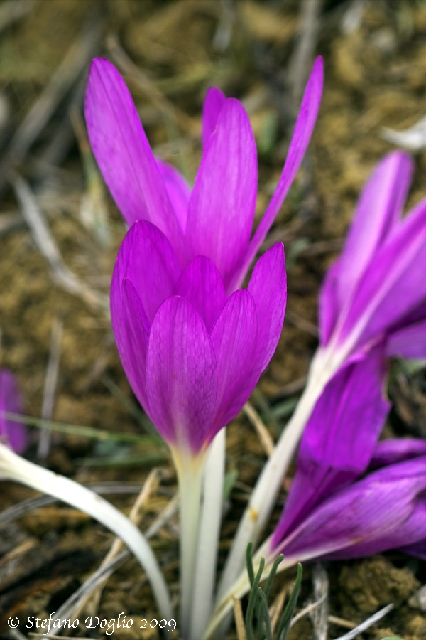 Colchicum lusitanicum